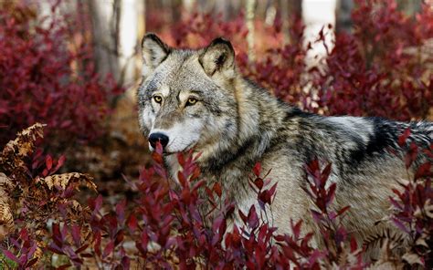 Red Wolf Wallpapers Images Photos Pictures Backgrounds