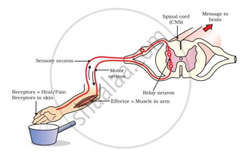 What are reflex actions? Give two examples. Explain a reflex arc. - Science | Shaalaa.com