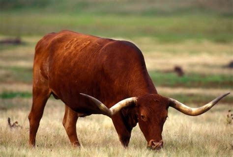 Free picture: texas, longhorn, cattle, bull, grazing