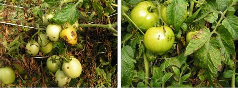 Diseases and Abiotic Problems of Greenhouse Tomatoes | Mississippi ...