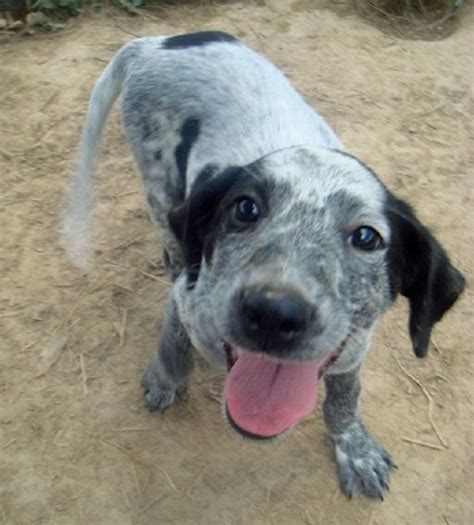 american blue heeler lab mix – Dogs World | Blue heeler puppies, Puppy ...