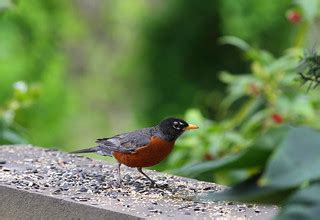 2020 Earth Day 20 | American Robin male | anoldent | Flickr