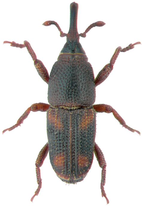 Grain weevils - Plant & Pest Diagnostics