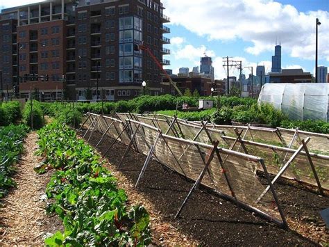 Urban agriculture - Alchetron, The Free Social Encyclopedia