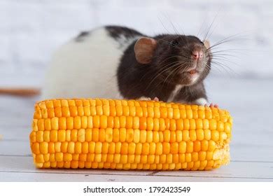 Decorative Black White Cute Rat Eating Stock Photo 1792423561 | Shutterstock