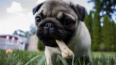 Pug Puppies: Everything You Need to Know | The Dog People by Rover.com