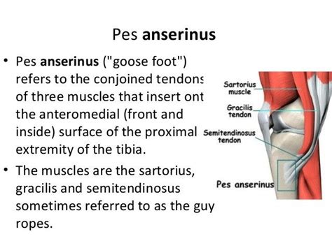 Pes Anserinus / Goose Foot ( Guy Ropes Muscles ) - 1 | Pes anserinus, Sartorius muscle, Muscle