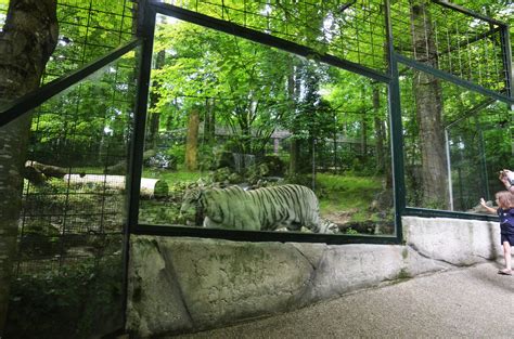 White Tiger Enclosure at Beauval, 12/06/18 - ZooChat