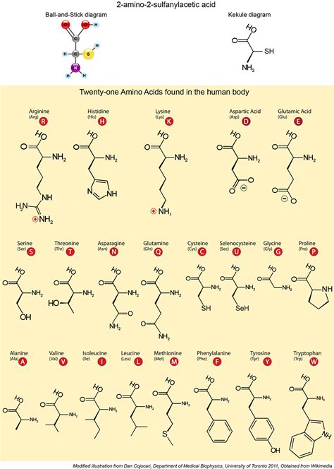 [DIAGRAM] Essential Amino Acids Diagram - MYDIAGRAM.ONLINE