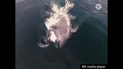 Blue_Whale_Lunge_Feeding(1080p) - YouTube