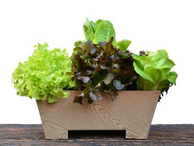 Tips For Growing Lettuce In Containers