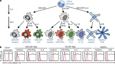 Monocytes And Macrophages