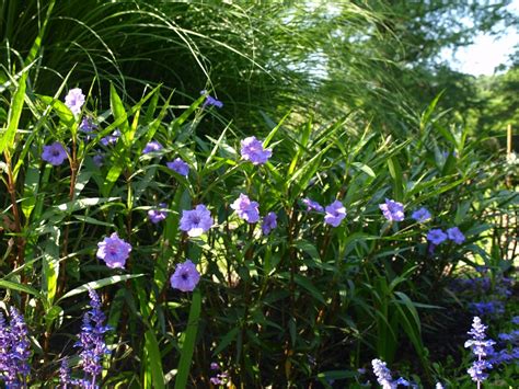 Il giardino delle Naiadi: RUELLIA SIMPLEX, LA FARFALLA DEL LAGHETTO