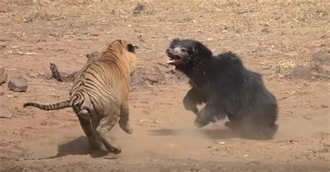 WATCH: Once-in-a-Lifetime Fight Between Tiger and Bear Caught on Camera – True Pundit