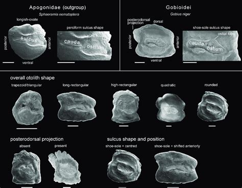 Otolith terminology and otolith characters and character states used... | Download Scientific ...