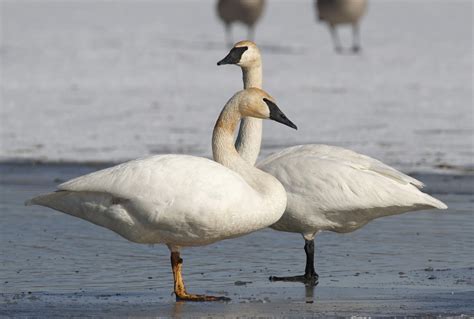 Trumpeter swans | Outdoors | daily-journal.com