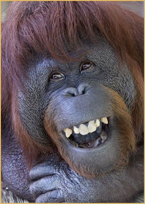 Orangután en el Zoo de Barcelona. | Orangutans | Smiling animals ...