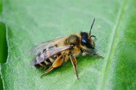 Top 20+ Get Rid Of Bees In Yard