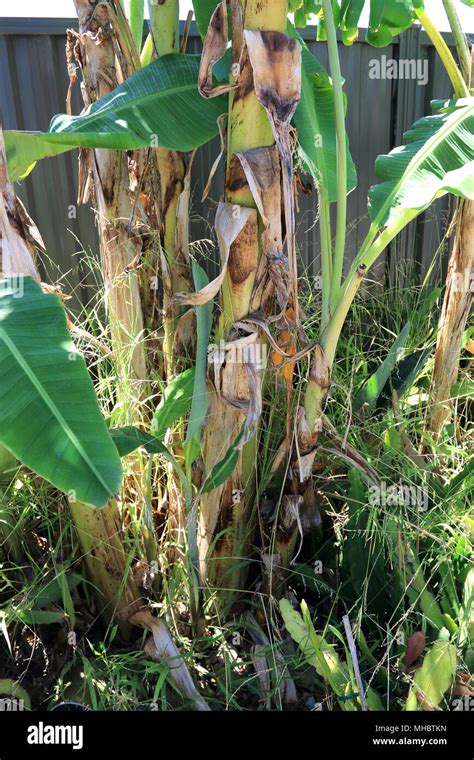 Banana Suckers growing near the mature banana tree Stock Photo - Alamy