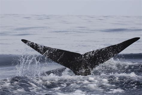 Sperm whales use echolocation to click-and-collect their prey - Scimex