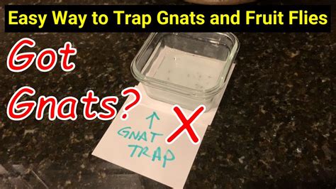 Easy Way to Trap Gnats and Fruit Flies Vinegar Trick - YouTube