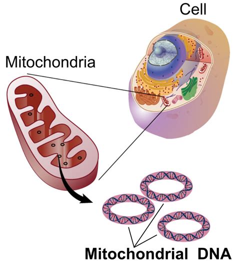 Difference Between Mitochondrial DNA and Chloroplast DNA | Compare the Difference Between ...