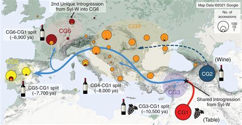 New Study Sheds Light on Origins and Domestication of Grapevines | Sci.News