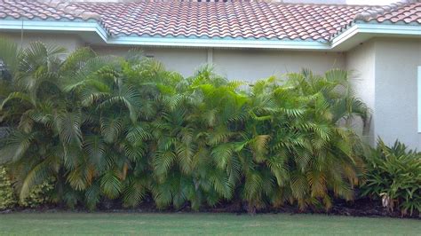 A Quality Plant: Areca Palm used as a screen / Wholesale Areca Palms | Diy backyard fence ...