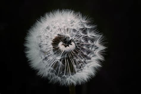 Free Images : nature, blossom, black and white, meadow, dandelion, bloom, photo, summer, flora ...