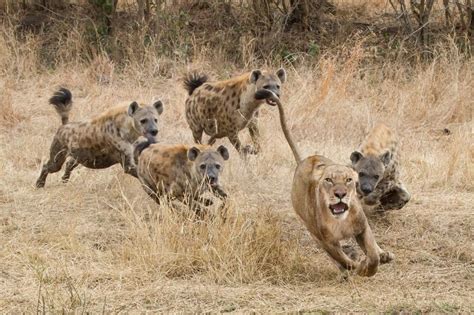 Lions vs. Hyenas - Battle at Kruger