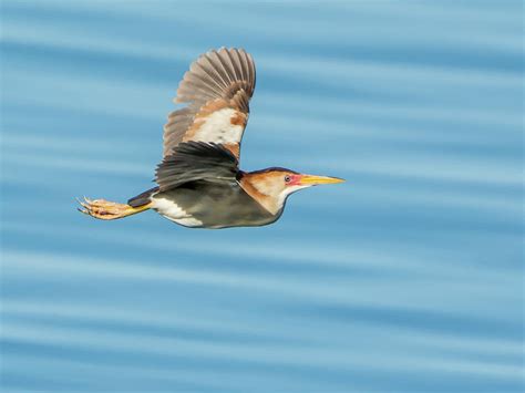 Least Bittern in Flight Photograph by Tam Ryan | Fine Art America