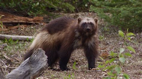 Wolverine on the lam after escaping from Quebec's Saint-Félicien Zoo ...