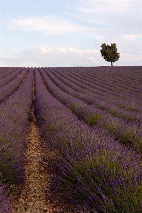 Lavender Fields of Provence | ByLanderSea Travel Tales