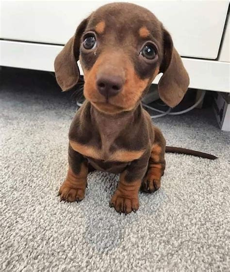 Pin by Katarzyna Kostecka on DACHSHUND | Cute baby animals, Dachshund pets, Cute dogs