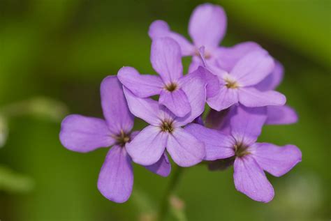 Flowers World: Purple-Phlox-Ohio