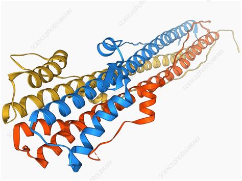 Haemagglutinin protein subunit - Stock Image - F006/9479 - Science ...