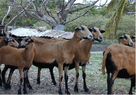 Barbados Blackbelly Bheep in the Caribbean - Barbados Blackbelly Sheep Association International