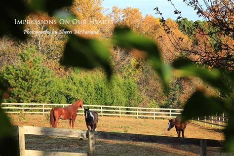 Horse ~ Fall ~ Pasture ~ Farm | Horses, Equines, Pasture