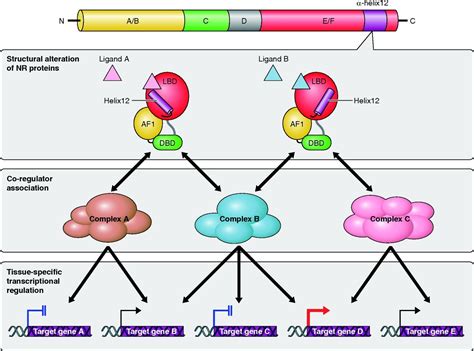 Nuclear Receptors in Bone Physiology and Diseases | Physiological Reviews