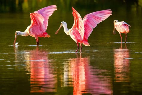 Roseate Spoonbill