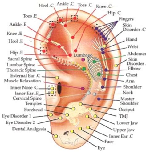 Ear Reflexology (Auriculotherapy) – Cath Relaxology