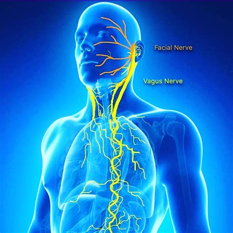 Vagus Nerve Nerve Anatomy Vagus Nerve Anatomy - vrogue.co