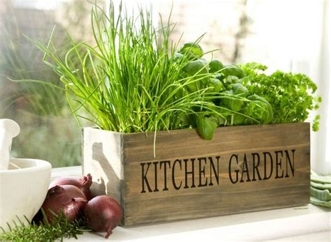 5 Tips for Kitchen Gardening — The Purple Turtles - Online Home Decor Store