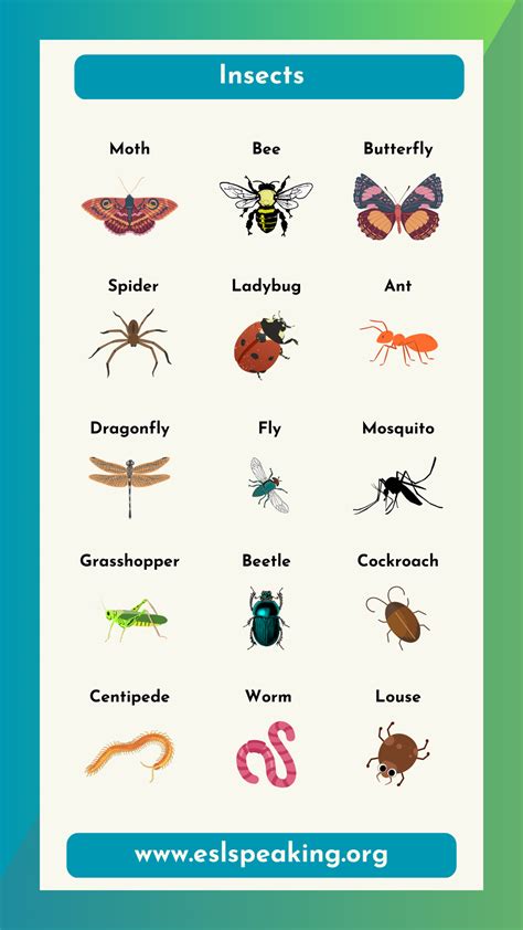 Names of Insects in English (list with pictures)