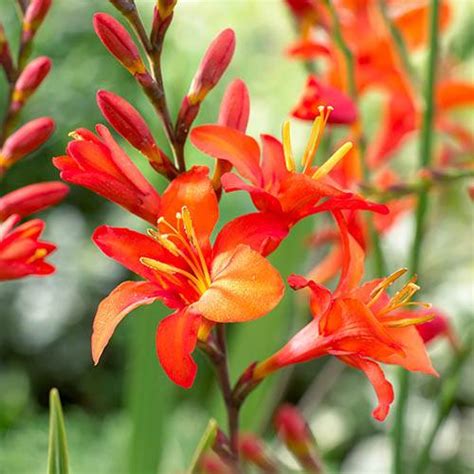 Crocosmia Mixed corms size 5/6 x 50 | YouGarden