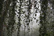 Green Leaf Vine Nature Pattern Free Stock Photo - Public Domain Pictures