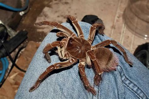 Best Types of Tarantulas For Pets (#11 Danger)