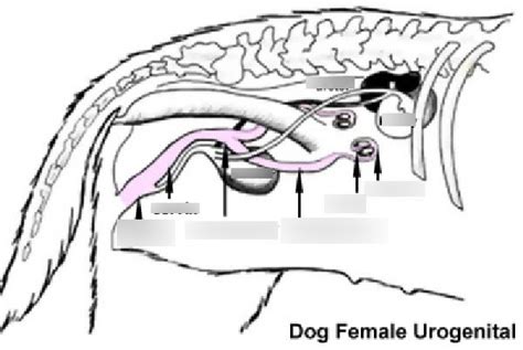 Female Dog Reproductive system Diagram | Quizlet