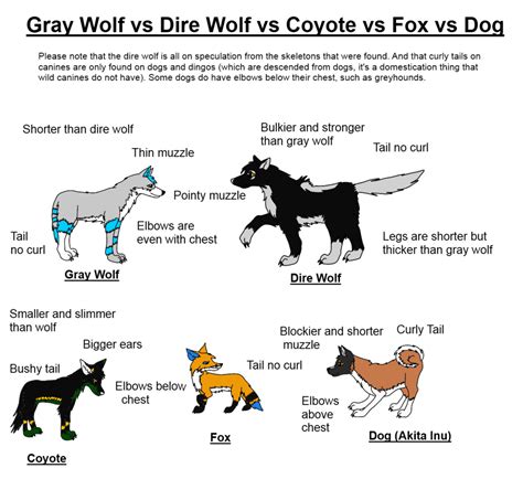 Canine Art: Dire Wolf vs Gray Wolf vs Coyote vs Fox vs Dog — Weasyl