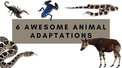 SIX AWESOME ANIMAL ADAPTATIONS - Mammals, Reptiles, and Arachnids ...